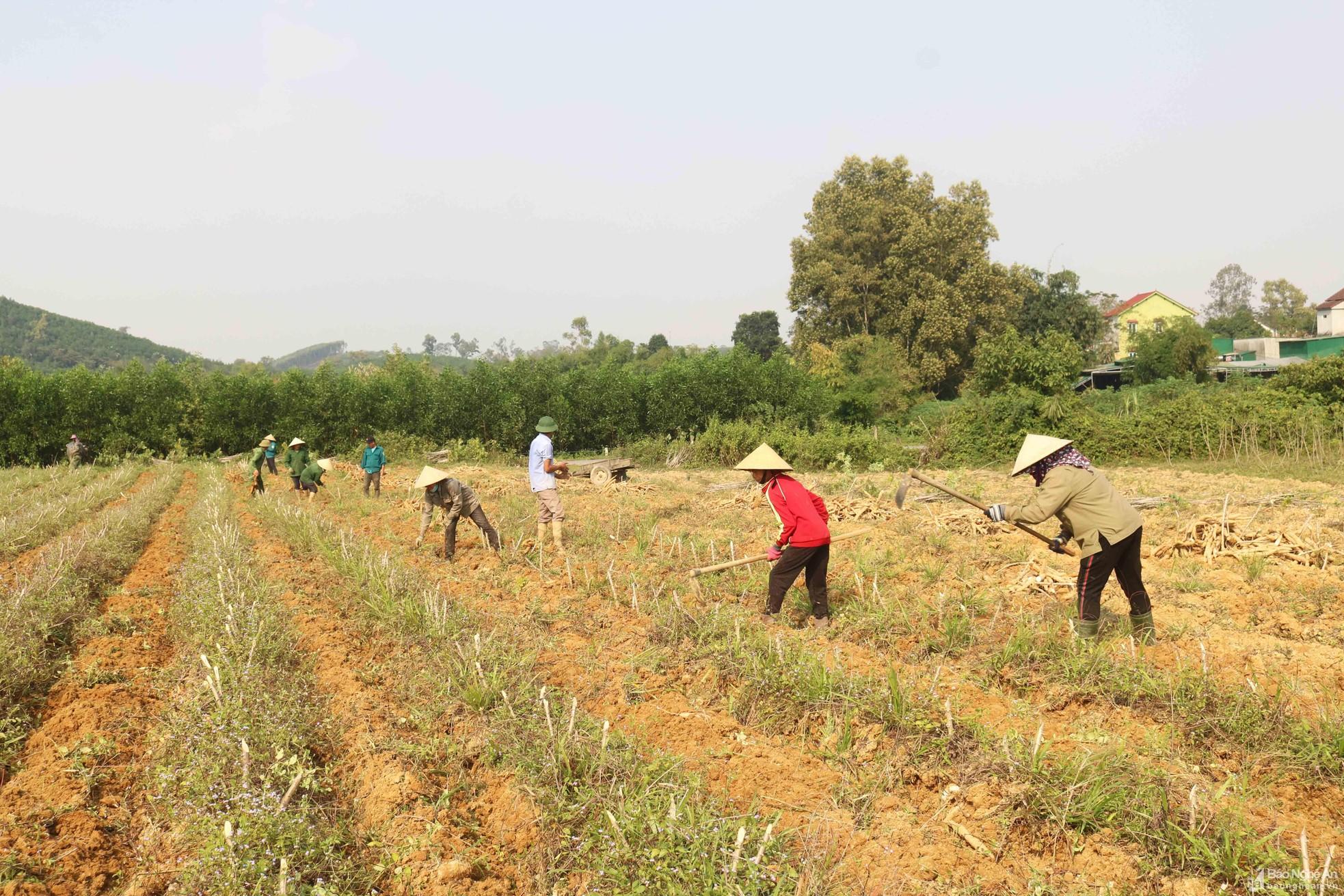 Nông dân Thanh Chương vào mùa thu hoạch sắn ảnh 3