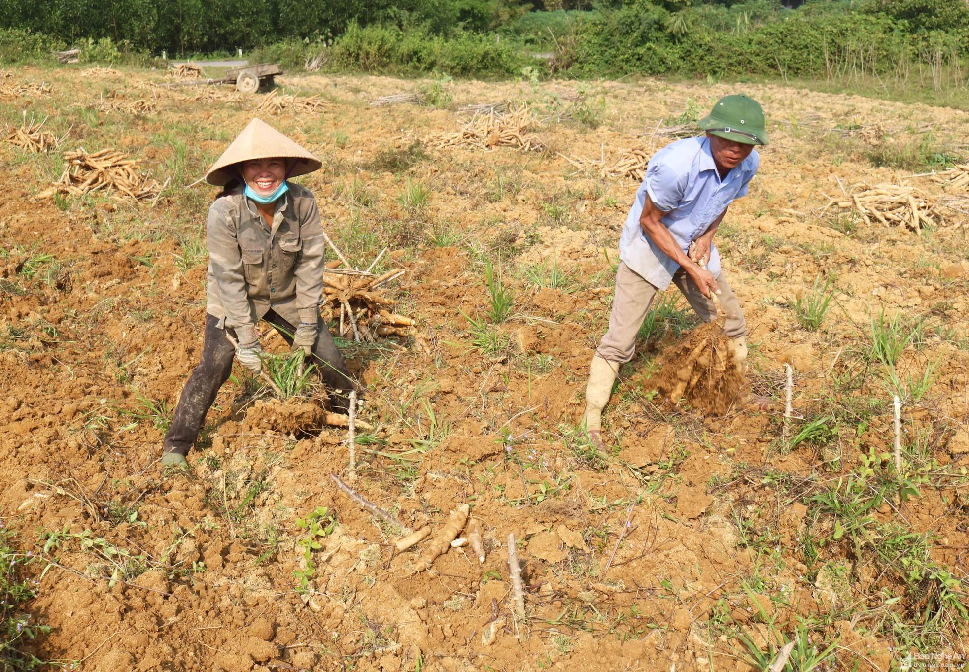 Nông dân Thanh Chương vào mùa thu hoạch sắn ảnh 4