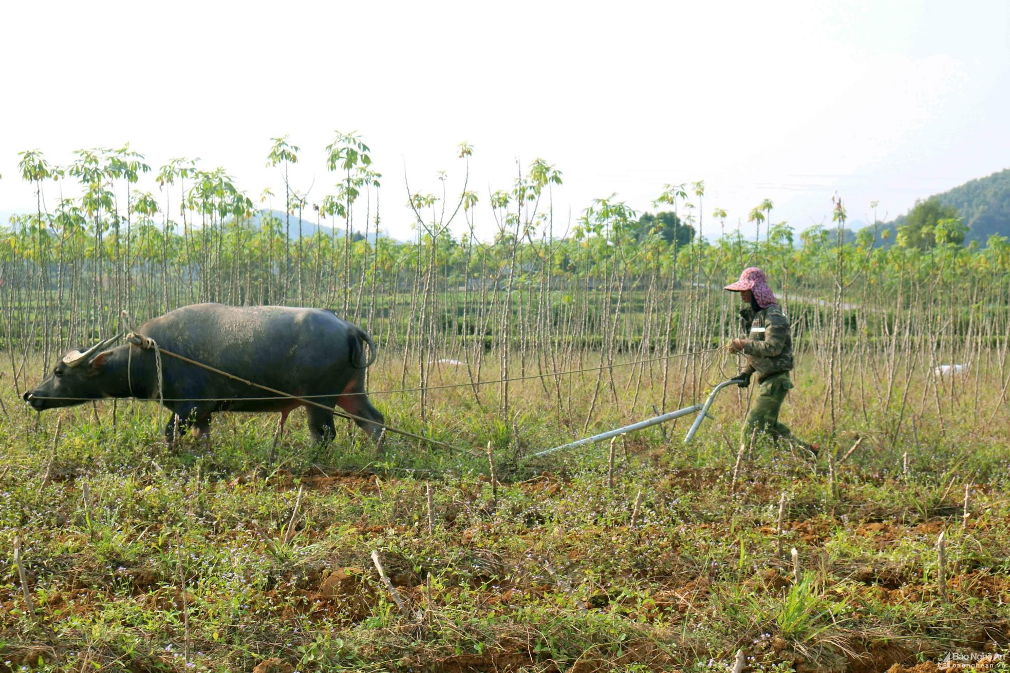 Nông dân Thanh Chương vào mùa thu hoạch sắn ảnh 2