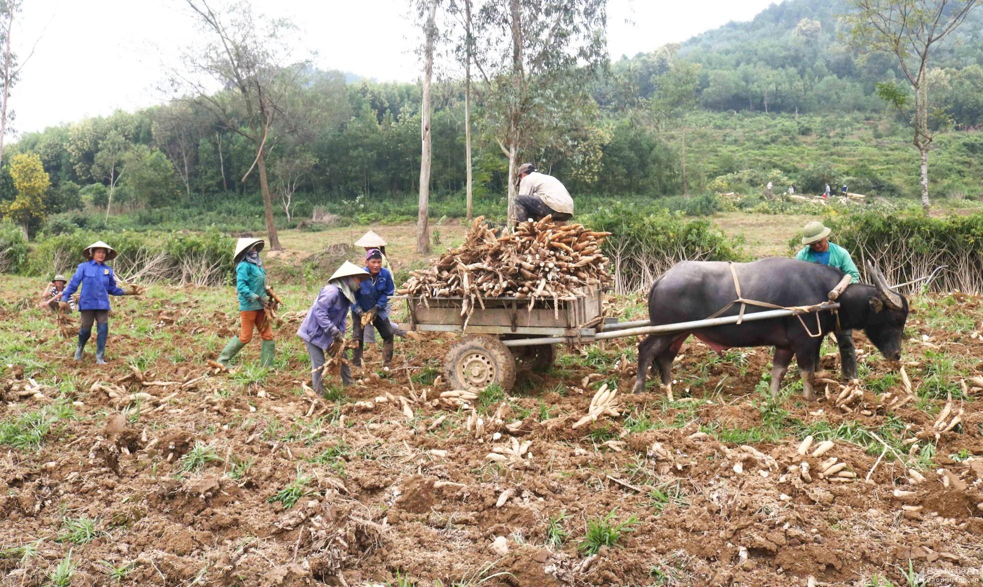 Nông dân Thanh Chương vào mùa thu hoạch sắn ảnh 8