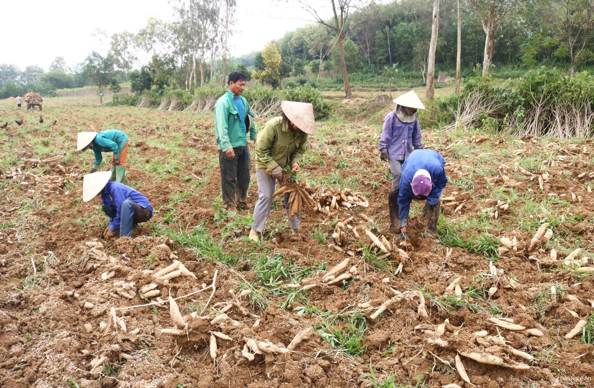 Nông dân Thanh Chương vào mùa thu hoạch sắn ảnh 6