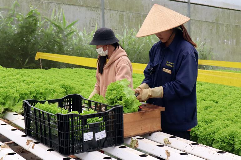 Rau xà lách thủy canh - một sản phẩm có nhiều tiềm năng để xuất khẩu của huyện Lạc Dương