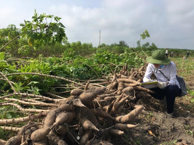CÂY SẮN KHÔNG CÓ LỖI..
