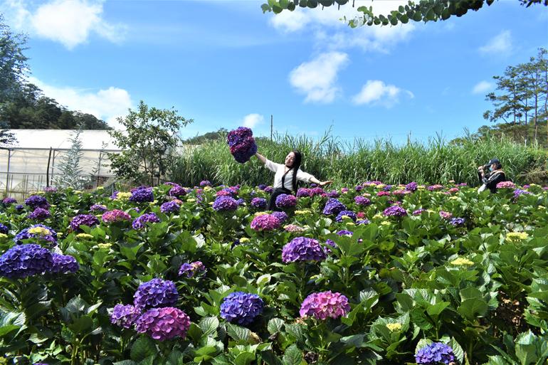 Khách check in từng góc ảnh hoa cẩm tú cầu tím ngoài trời