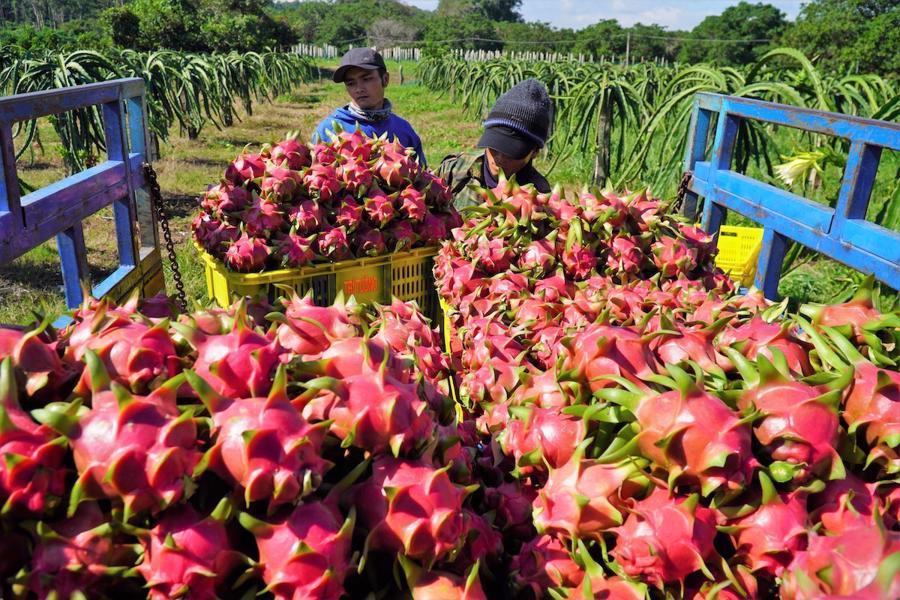 Quả thanh long Việt Nam phải đáp ứng tần suất kiểm tra tại cửa khẩu EU là 20%. Ảnh minh họa