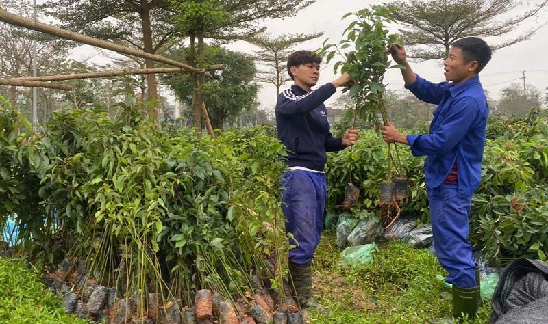 Các loài cây được lựa chọn, trồng mới chủ yếu là cây long não, bằng lăng và hoa ban