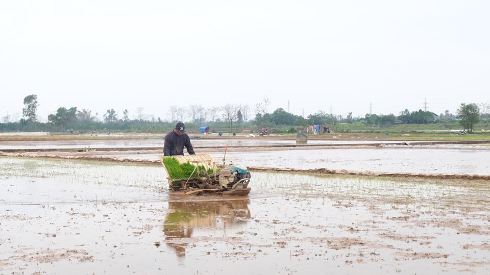 Bà con nông dân gieo cấy lúa vụ Xuân 2023 tại huyện Thạch Thất. Ảnh: Trọng Tùng.