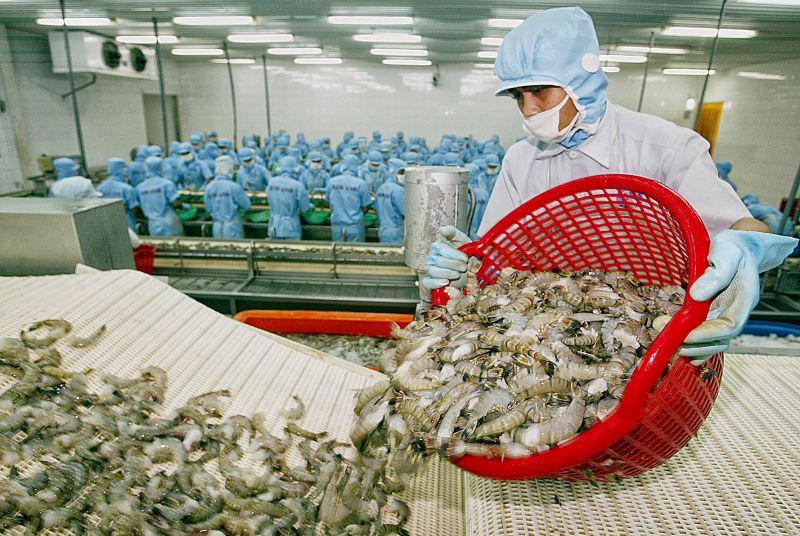 Chế biến tôm xuất khẩu. Ảnh minh họa