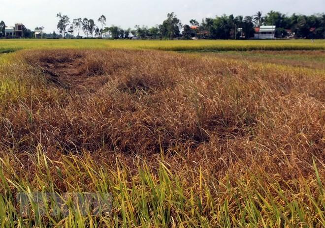 Gần 8.000ha lúa Đông Xuân ở Quảng Bình bị sâu bệnh phá hại | Kinh tế |  Vietnam+ (VietnamPlus)