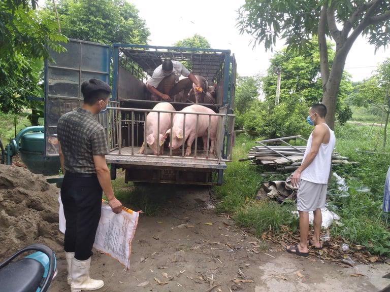 Giá heo hơi ngày 28/2/2023: Biến động trên cả 3 miền - Ảnh 1