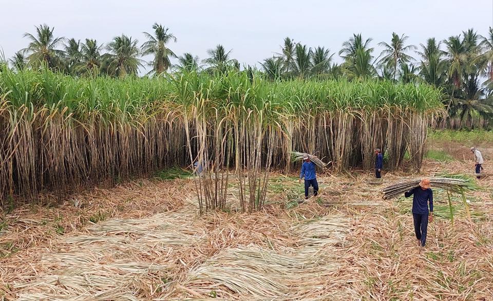 Nông dân trồng mía thu lãi khá trong khi các nhà máy đường lại lo thiếu nguyên liệu