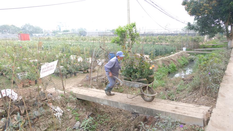 Dù không tiêu thụ mạnh bằng các loại hoa cắt cành, nhưng hoa chậu, hoa thế vẫn được khá nhiều khách hàng lựa chọn để tặng người thân trong dịp 8/3 này.