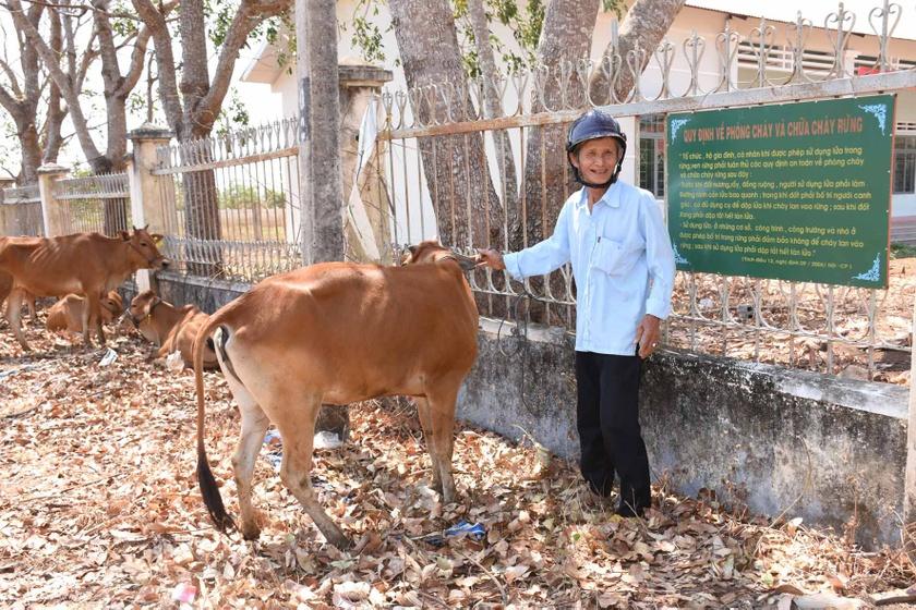 Chư Sê: Tặng 109 con bò giống sinh sản cho hộ nghèo | Báo Gia Lai điện tử