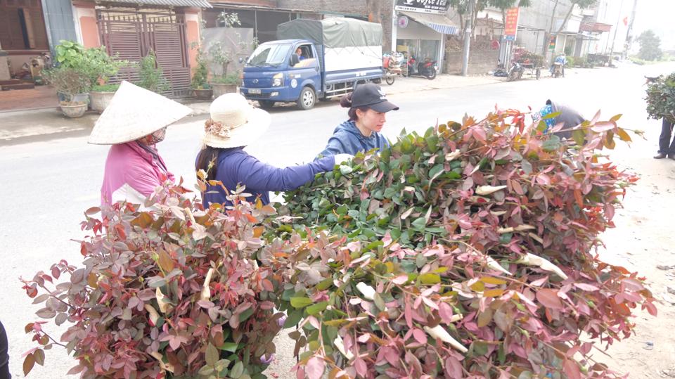 “So với ngày thường, giá hoa cao hơn đáng kể. Với hoa hồng gai, chúng tôi bán được từ 6.000 - 7.000 đồng/bông. Hoa hồng nhung thời điểm mấy ngày trước còn bán được 10.000 đồng/bông…” - chị Vượng cho hay.