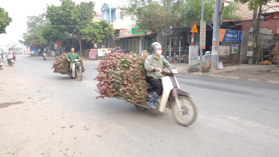 Những ngày nay, không khi buôn bán tại địa bàn trung tâm huyện Mê Linh hết sức tấp nập. Dòng xe chở muôn loại hoa qua lại nườm nượp trên Quốc lộ 23B hướng về nội đô và đi các địa phương lân cận.