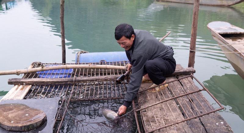 Ông Nguyễn Văn Thứ vớt cá trắm xuất bán cho các nhà hàng