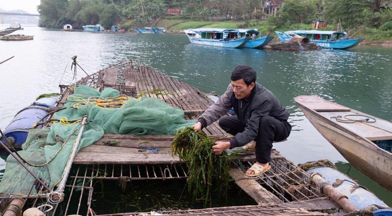 Nhờ đầu tư đúng hướng, áp dụng hiệu quả các tiến bộ KHKT, hàng năm nghề nuôi cá lồng trên sông Son ở thị trấn Phong Nha đã  mang về nguồn thu gần 30 tỷ đồng