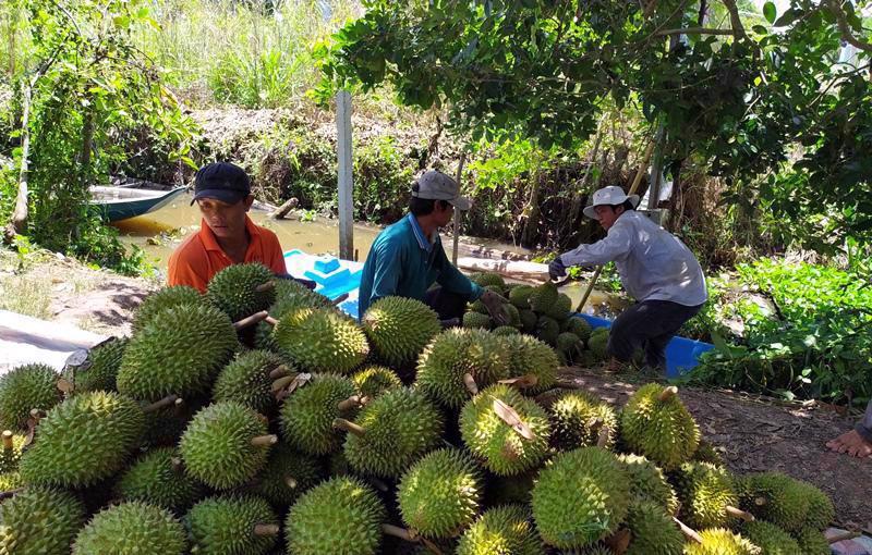 Vùng trồng sầu riêng đạt tiêu chuản xuất khẩu tại tỉnh Lâm Đồng. Ảnh minh họa
