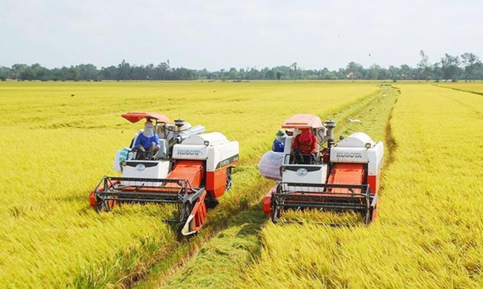Vùng sản xuất lúa chất lượng cao tại Đồng bằng sông Cửu Long. Ảnh: Giang Lam