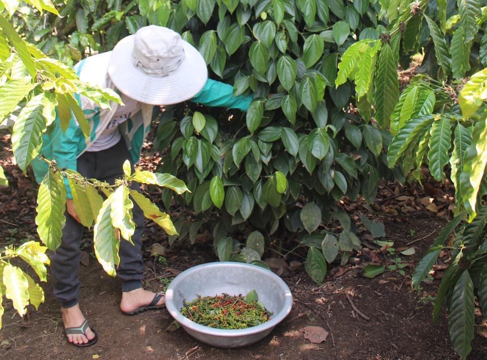 Giá tiêu hôm nay 13/3: Hồ tiêu vẫn