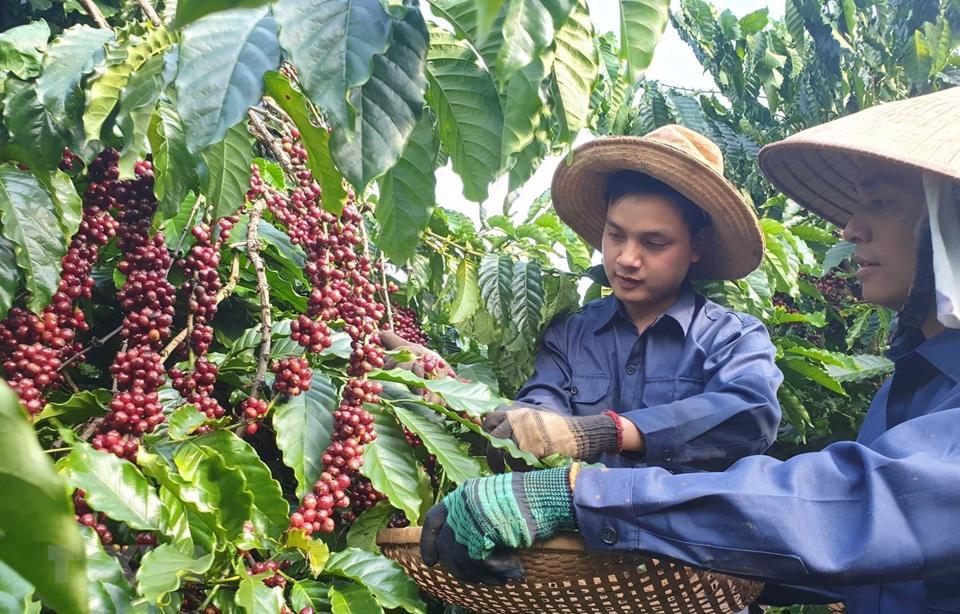 Giá cà phê hôm nay 13/3: Chuyên gia nhận định gì về giá Robusta tuần này?