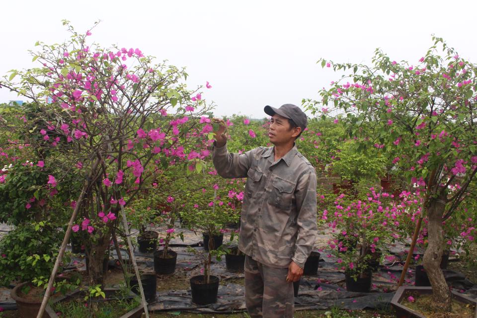 Vùng trồng hoa, cây cảnh tại xã Phù Đổng (huyện Gia Lâm) phát huy hiệu quả kinh tế. Ảnh: Ánh Ngọc