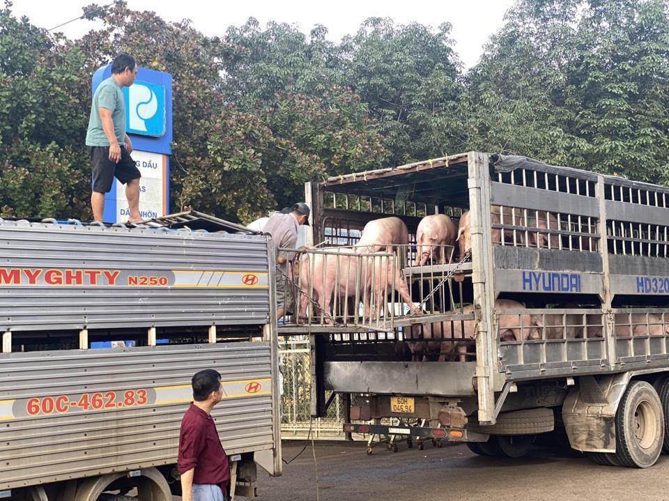 Ngành chăn nuôi heo tại Đồng Nai thời gian qua gặp nhiều khó khăn do giá vật liệu chăn nuôi nhập khẩu tăng cao.