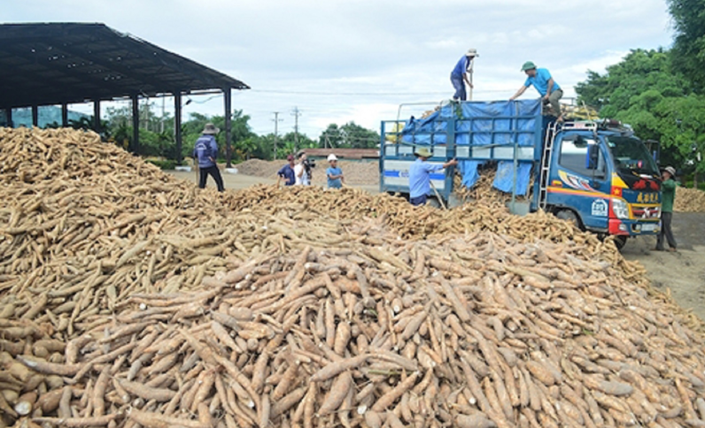 Trung Quốc là thị trường xuất khẩu sắn lớn nhất của Việt Nam. Ảnh minh họa