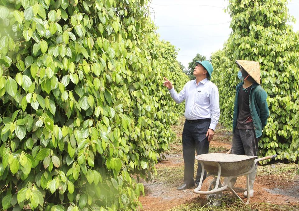 Giá tiêu hôm nay 27/3: Cung yếu, cầu tăng, hồ tiêu sáng cửa trong quý 2/2023