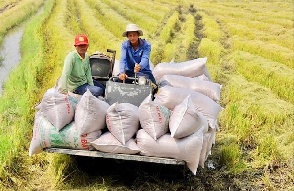 Các doanh nghiệp, hợp tác xã và người nông dân sẽ được hưởng lợi từ Đề án phát triển 1 triệu ha lúa vùng Đồng bằng sông Cửu Long.