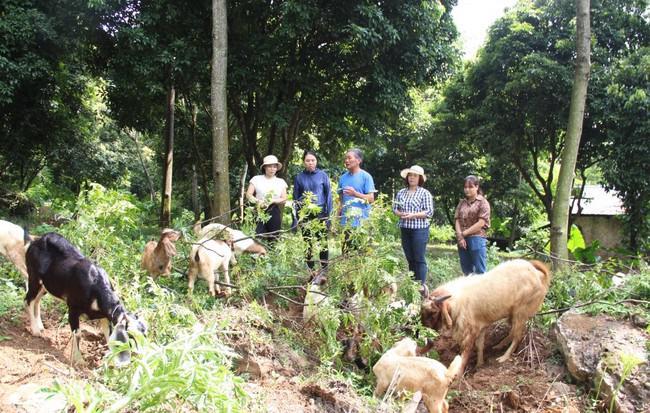 Mô hình nuôi dê của ông Cấn Văn Phúc (xã Yên Bình, huyện Thạch Thất). Ảnh: Thúy Vi