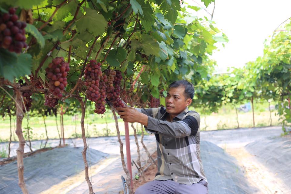 Vườn nho Hạ Đen của hộ anh Nguyễn Hữu Hợi (xã Đan Phượng, huyện Đan Phượng) cho hiệu quả kinh tế cao. Ảnh: Ngọc Ánh 