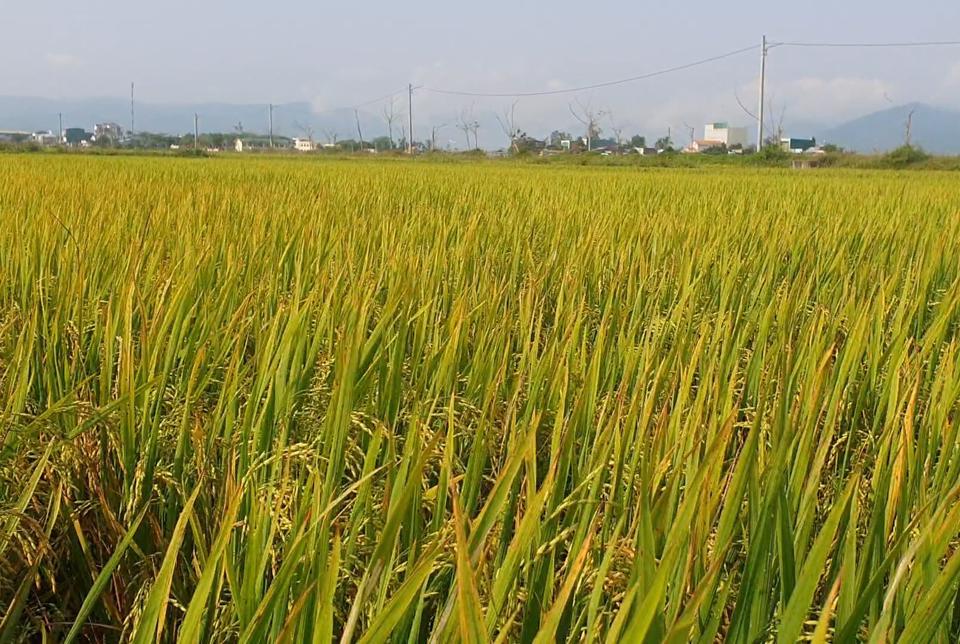 Khoảng 750 ha lúa Đông Xuân ở Quảng Ngãi bị nhiễm đạo ôn.