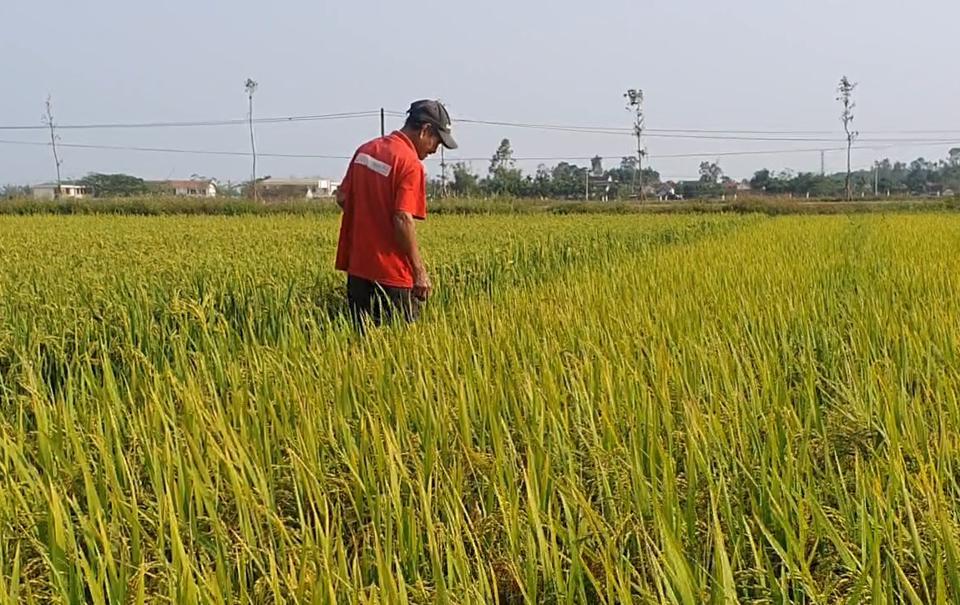 Ngành nông nghiệp khuyến cáo cần chủ động phòng trừ bệnh đạo ôn.