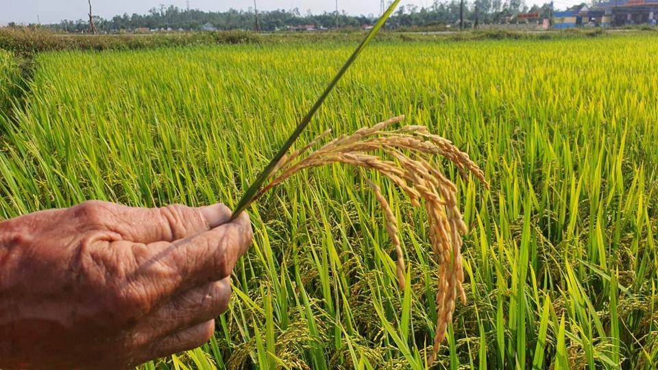 Bệnh đạo ôn làm giảm năng suất lúa.