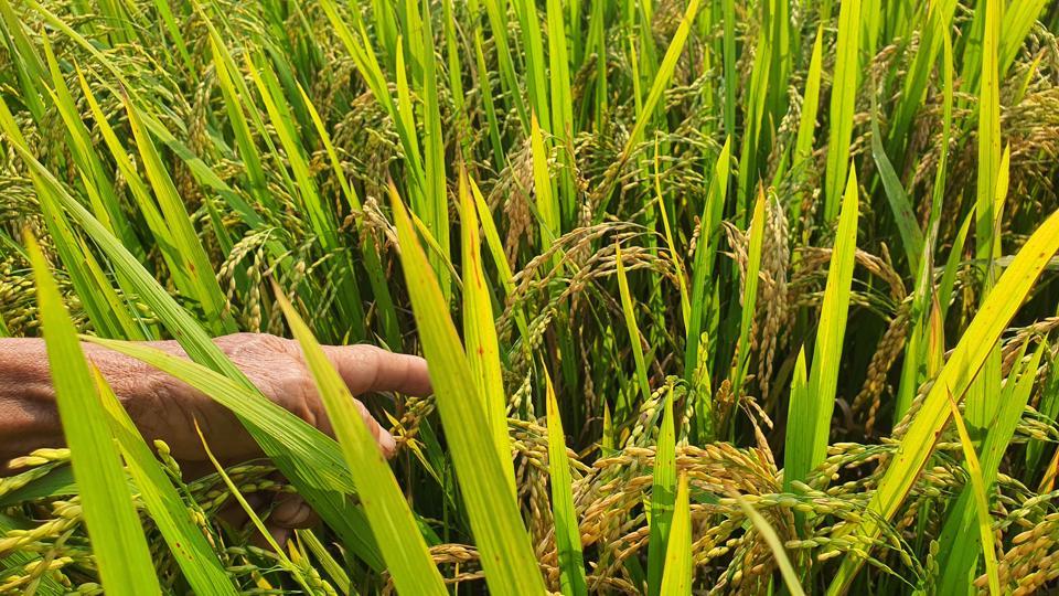 Đạo ôn là một trong số các loại dịch hại nguy hiểm đối với cây lúa.