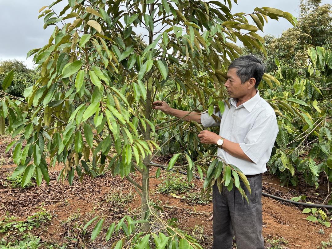 Nông dân xã Tân Lập (huyện Krông Búk) chăm sóc vườn sầu riêng. Ảnh  minh họa