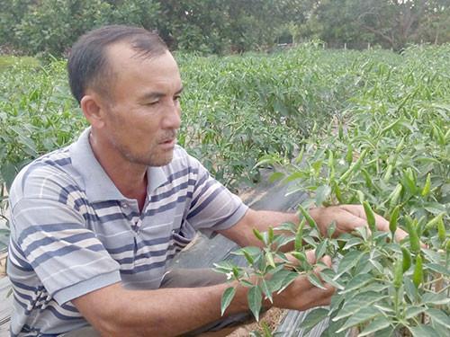 Nâng cao thu nhập từ trồng ớt chỉ thiên