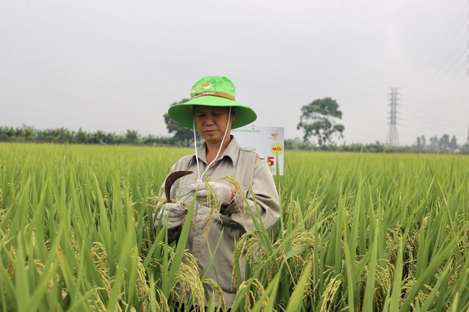 Mô hình canh tác lúa áp dụng đồng bộ cơ giới hóa tại xã Liên Hà, huyện Đông Anh. Ảnh: Ánh Ngọc 