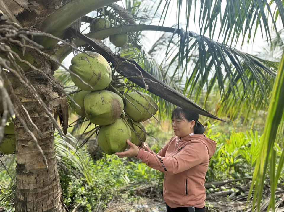 Mỗi tháng, vườn dừa đầu dòng của Trường Đại học Trà Vinh cho thu hoạch khoảng 5.000 trái. Ảnh Hồng Thắm 
