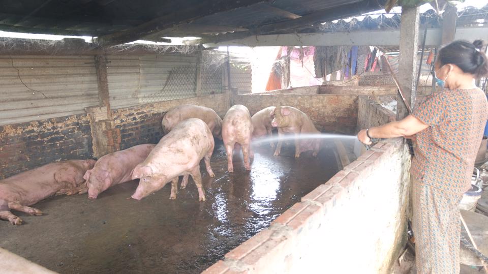 Một hộ chăn nuôi lợn tại phường Liên Mạc (quận Bắc Từ Liêm). Ảnh: Trọng Tùng.
