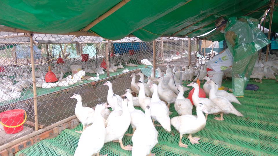 Một trang trại chăn nuôi gia cầm trên địa bàn Hà Nội.