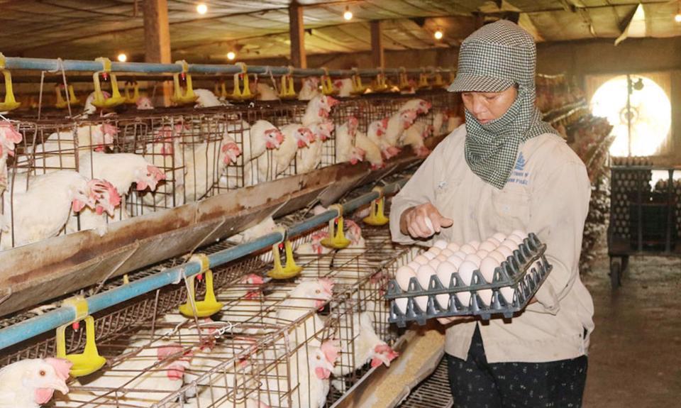 Doanh nghiệp, người chăn nuôi gia cầm vẫn đối diện nhiều khó khăn.