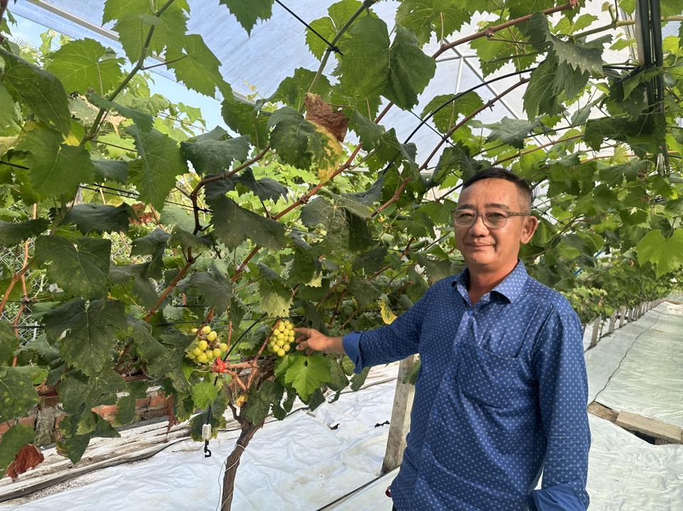 Ông Nguyễn Bá Duy bên vườn nho Mẫu Đơn (tại phường Long Tuyền, quận Bình Thủy, TP Cần Thơ). Ảnh Hồng Thắm 
