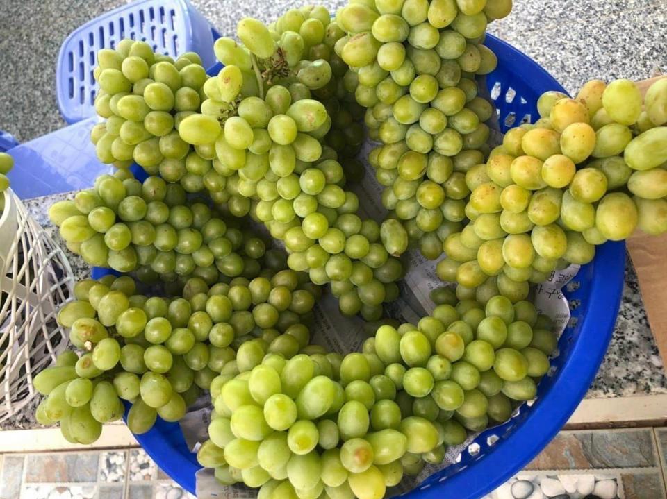 Nho được hái để bán cho khách tham quan.