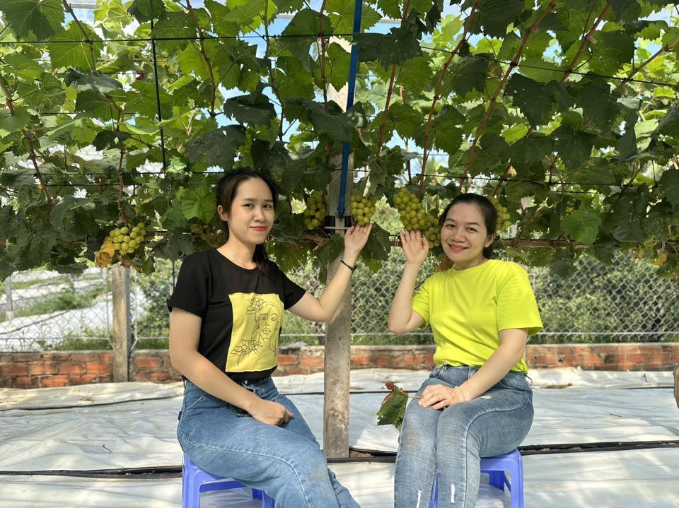 Du khách thích thú khi được chiêm ngưỡng những chùm nho trĩu quả. Ảnh Hồng Thắm