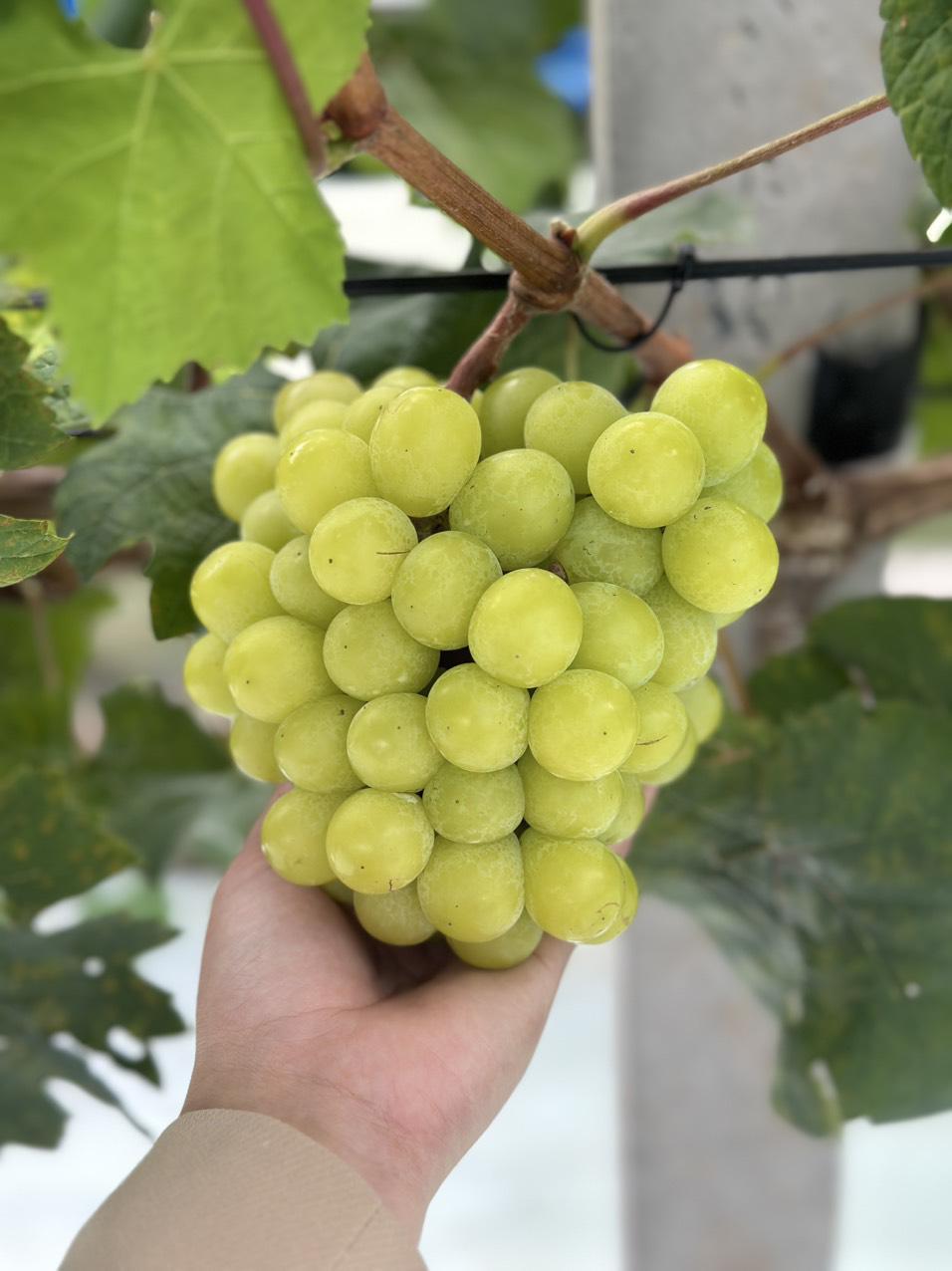 Dù cây nho được trồng trên mảnh đất từng nhiễm phèn, tưởng chừng không ra quả nay đã cho ra những chùm nho trĩu quả, mọng nước. Ảnh Hồng Thắm 