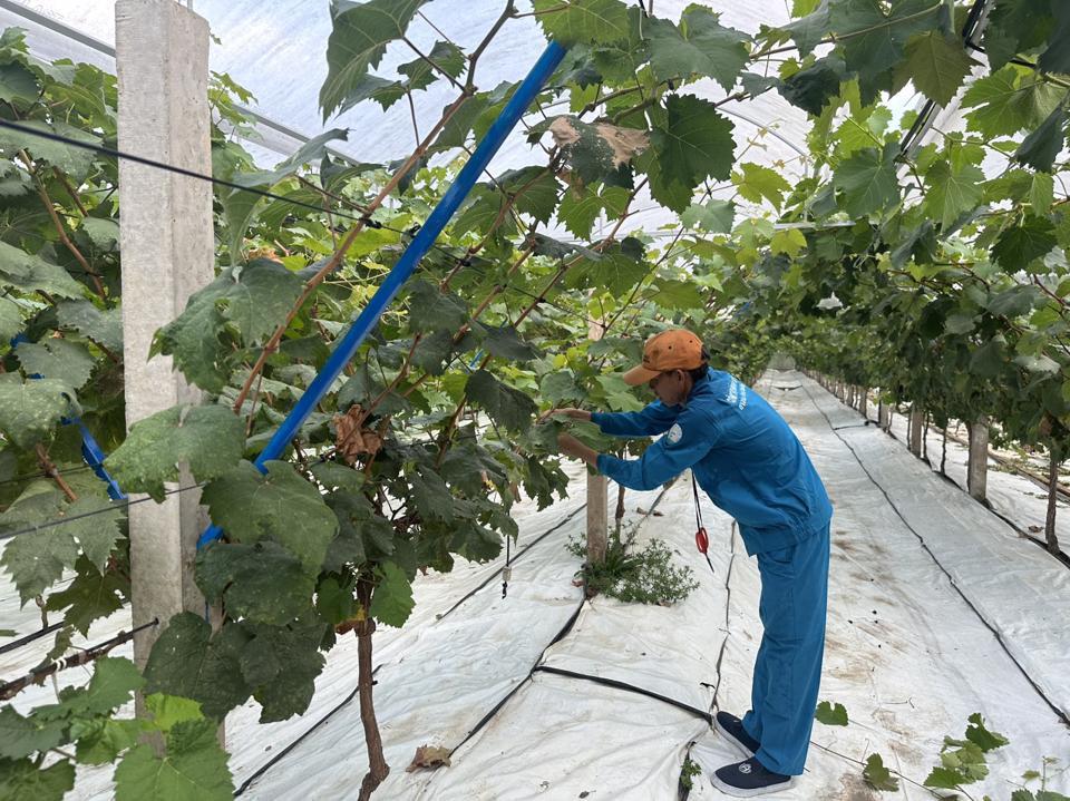 Công nhân chăm sóc để chuẩn bị cho đợt ra trái vào tháng 9 tới. Ảnh Hồng Thắm 
