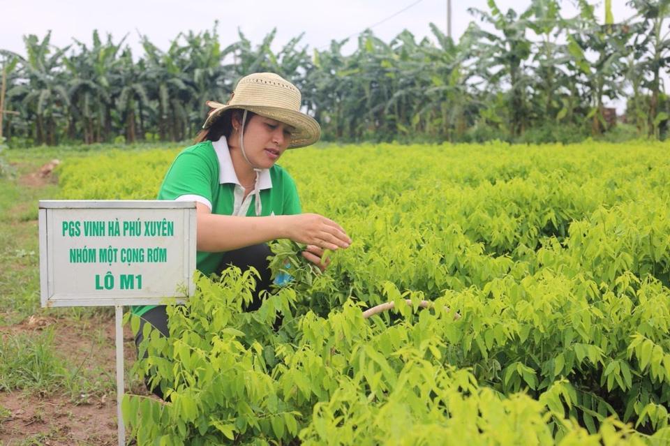 Mô hình canh tác rau an toàn của Hợp tác xã Rau quả an toàn Hồng Hà (xã Hồng Thái, huyện Phú Xuyên). Ảnh: Ngọc Ánh 