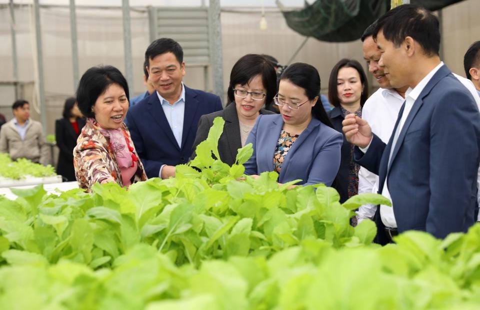 Đoàn giám sát đến thực địa tại cơ sở sản xuất rau theo mô hình công nghệ cao tại huyện Gia Lâm